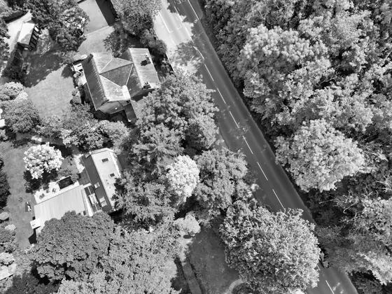 Black and white aerial view of detached houses half hidden by large mature trees along a winding residential road