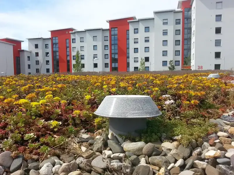 Flat roof planted with flowering sedum and edged with pebbles, a metal vent cowl in front of a block of flats