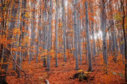 Beech woodland in autumn with copper leaves covering the ground