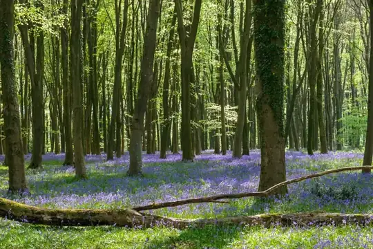 Woodland floor carpeted with bluebells under tall trees in spring, the kind of scene found in Kings Wood