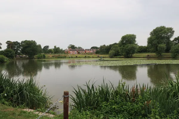 Village pond edged with reeds and trees on a grey day