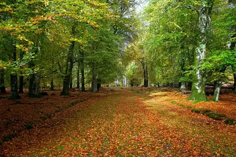 Woodland path covered in autumn leaves between oak and beech trees