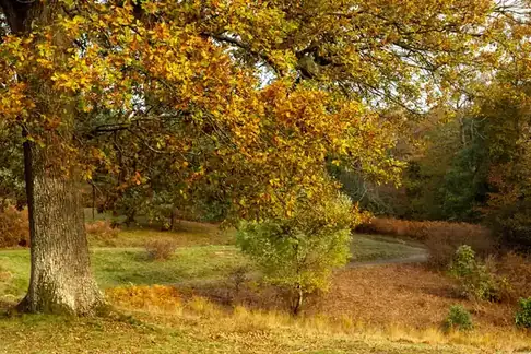 Footpath through autumn oak woodland with golden leaves