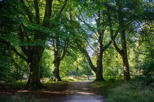 Path through oak and beech woodland, the kind of walk you get at Croham Hurst