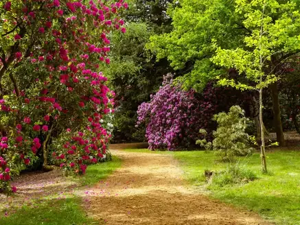 Garden path lined with pink rhododendrons and trees