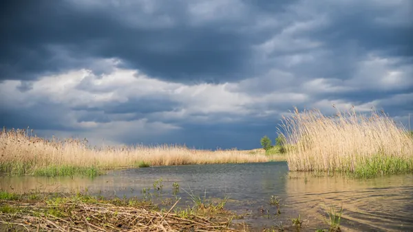 Reeds and rough grass around shallow water under a stormy sky